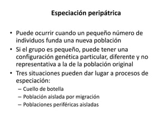 Especiación peripátrica
• Puede ocurrir cuando un pequeño número de
individuos funda una nueva población
• Si el grupo es pequeño, puede tener una
configuración genética particular, diferente y no
representativa a la de la población original
• Tres situaciones pueden dar lugar a procesos de
especiación:
– Cuello de botella
– Población aislada por migración
– Poblaciones periféricas aisladas
 