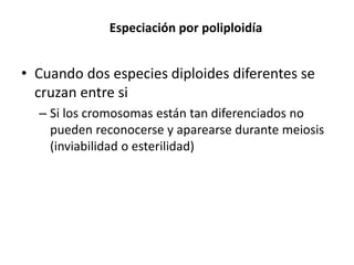Especiación por poliploidía
• Cuando dos especies diploides diferentes se
cruzan entre si
– Si los cromosomas están tan diferenciados no
pueden reconocerse y aparearse durante meiosis
(inviabilidad o esterilidad)
 