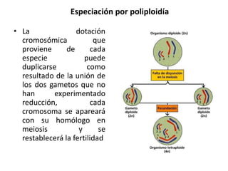 • La dotación
cromosómica que
proviene de cada
especie puede
duplicarse como
resultado de la unión de
los dos gametos que no
han experimentado
reducción, cada
cromosoma se apareará
con su homólogo en
meiosis y se
restablecerá la fertilidad
Especiación por poliploidía
 
