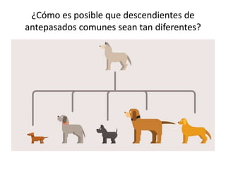 ¿Cómo es posible que descendientes de
antepasados comunes sean tan diferentes?
 