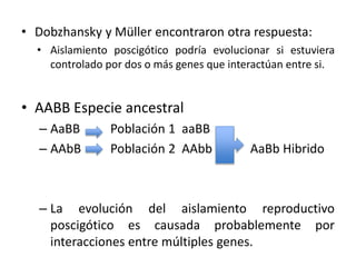 • Dobzhansky y Müller encontraron otra respuesta:
• Aislamiento poscigótico podría evolucionar si estuviera
controlado por dos o más genes que interactúan entre si.
• AABB Especie ancestral
– AaBB Población 1 aaBB
– AAbB Población 2 AAbb AaBb Hibrido
– La evolución del aislamiento reproductivo
poscigótico es causada probablemente por
interacciones entre múltiples genes.
 