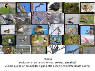 ¿Cómo
evolucionan en tantas formas, colores, tamaños?
¿Cómo puede un animal dar lugar a otra especie completamente nueva?
 