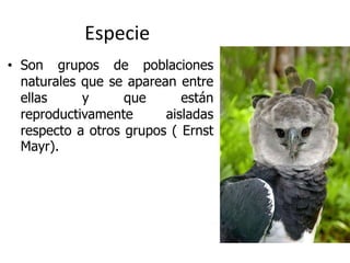 Especie
• Son grupos de poblaciones
naturales que se aparean entre
ellas y que están
reproductivamente aisladas
respecto a otros grupos ( Ernst
Mayr).
 