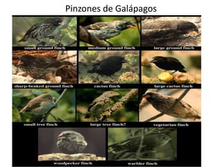 Pinzones de Galápagos
 
