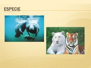 ESPECIE
 