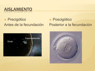 AISLAMIENTO
 Precigótico
Antes de la fecundación
 Poscigótico
Posterior a la fecundación
 