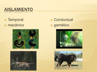 AISLAMIENTO
 Temporal
 mecánico
 Conductual
 gamético
 