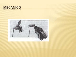 MECANICO
 