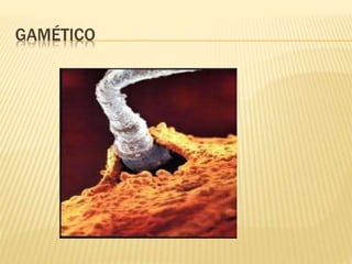 GAMÉTICO
 