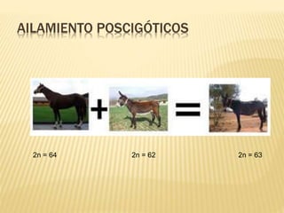 AILAMIENTO POSCIGÓTICOS
2n = 64 2n = 62 2n = 63
 