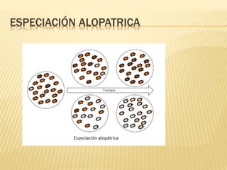 ESPECIACIÓN ALOPATRICA
 