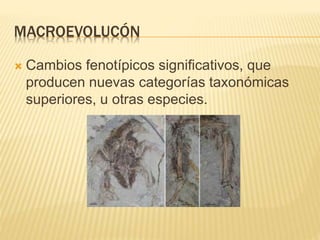 MACROEVOLUCÓN
 Cambios fenotípicos significativos, que
producen nuevas categorías taxonómicas
superiores, u otras especie...