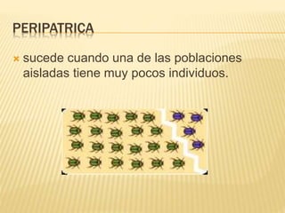 PERIPATRICA
 sucede cuando una de las poblaciones
aisladas tiene muy pocos individuos.
 