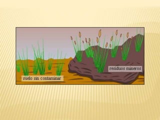 Especiación y macroevolución