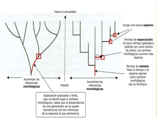 Especiación y macroevolución