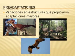 PREADAPTACIONES
 Variaciones en estructuras que propiciaron
adaptaciones mayores.
 