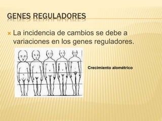 GENES REGULADORES
 La incidencia de cambios se debe a
variaciones en los genes reguladores.
Crecimiento alométrico
 