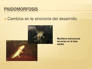 PAIDOMORFOSIS
 Cambios en le sincronía del desarrollo
Mantiene estructuras
larvarias en la fase
adulta
 
