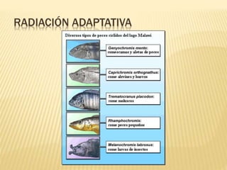 RADIACIÓN ADAPTATIVA
 
