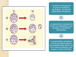 Cuando la divergencia
ocurre en territorios
separados, se trata de
especiación alopátrica.
La especiación parapátrica
ocurre en poblaciones que
divergen en territorios
adyacentes
La especiación simpátrica
ocurre por diferenciación
de subambientes dentro de
una misma población que
ocupa un único territorio.
 