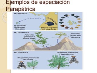 Ejemplos de especiación
Parapátrica
 