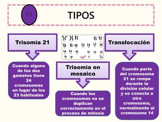 TIPOS
Trisomía 21
Trisomía en
mosaico
Translocación
Cuando alguno
de los dos
gametos tiene
24
cromosomas
en lugar de los
23 habituales Cuando los
cromosomas no se
duplican
correctamente en el
proceso de mitosis
Cuando parte
del cromosoma
21 se rompe
durante la
división celular
y se conecta a
otro
cromosoma,
normalmente al
cromosoma 14
1.1
 