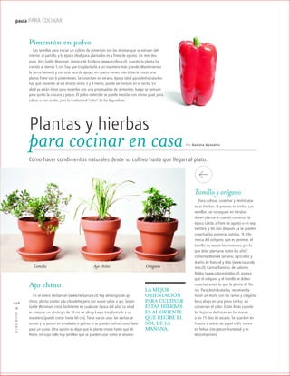 ™JULIO2012
038
paula PARA COCINAR
para cocinar en casa
Pimentón en polvo
Las semillas para iniciar un cultivo de pimentón son las mismas que se extraen del
interior al partirlo, y la época ideal para plantarlos es a fines de agosto. Un mes des-
pués, dice Golde Waisman, gestora de Ecoferia (www.ecoferia.cl), cuando la planta ha
crecido al menos 5 cm, hay que trasplantarla a un macetero más grande. Manteniendo
la tierra húmeda y con una vara de apoyo, en cuatro meses más debería crecer una
planta firme con 6 pimentones. Se cosechan en verano, época ideal para deshidratarlos:
hay que ponerlos al sol directo entre 3 y 4 meses, puede ser incluso en el techo. En
abril ya están listos para molerlos con una procesadora de alimentos, luego se tamizan
para quitar la cáscara y pepas. El polvo obtenido se puede mezclar con crema y sal, para
salsas, o con aceite, para la tradicional “color” de las legumbres.
Plantas y hierbas
Por Daniela González
Cómo hacer condimentos naturales desde su cultivo hasta que llegan al plato.
Ajo chino
En el vivero Herbarium (www.herbarium.cl) hay almácigos de ajo
chino, planta similar a la ciboulette pero con suave sabor a ajo. Según
Golde Waisman, crece fácilmente en cualquier época del año. Lo ideal
es comprar un almácigo de 10 cm de alto y luego trasplantarlo a un
macetero (puede crecer hasta 60 cm). Tiene varios usos: las varitas se
cortan y se ponen en ensaladas o pebres, o se pueden sofreír como base
para un guiso. Otra opción es dejar que la planta crezca hasta que dé
flores, en cuyo tallo hay semillas que se pueden usar como el sésamo.
Tomillo y orégano
Para cultivar, cosechar y deshidratar
estas hierbas, el proceso es similar. Las
semillas –se consiguen en tiendas–
deben plantarse cuando comienza la
época cálida, a fines de agosto o en sep-
tiembre, y 60 días después ya se pueden
cosechar las primeras ramitas. “A dife-
rencia del orégano, que es perenne, el
tomillo no resiste los inviernos, por lo
que debe plantarse todos los años”,
comenta Manuel Serrano, agricultor y
dueño de Natural y Más (www.naturaly
mas.cl). Karina Ramírez, de Sabores
Bokka (www.saboresbokka.cl), agrega
que el orégano y el tomillo se deben
cosechar antes de que la planta dé flo-
res. Para deshidratarlas, recomienda
hacer un moño con las ramas y colgarlas
boca abajo en una pieza sin luz, así
conservan el color. Están listas cuando
las hojas se deshacen en las manos,
a los 15 días de secado. Se guardan en
frascos o sobres de papel craft, nunca
en bolsas (recuperan humedad y se
descomponen).
LA MEJOR
ORIENTACIÓN
PARA CULTIVAR
ESTAS HIERBAS
ES AL ORIENTE,
QUE RECIBE EL
SOL DE LA
MAÑANA.
OréganoAjo chinoTomillo
 