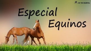 Especial
Equinos
 