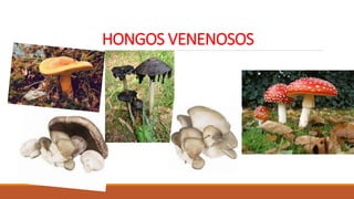 HONGOS VENENOSOS
 