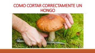 COMO CORTAR CORRECTAMENTE UN
HONGO
 
