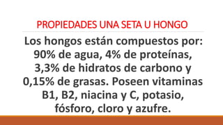PROPIEDADES UNA SETA U HONGO
Los hongos están compuestos por:
90% de agua, 4% de proteínas,
3,3% de hidratos de carbono y
0,15% de grasas. Poseen vitaminas
B1, B2, niacina y C, potasio,
fósforo, cloro y azufre.
 