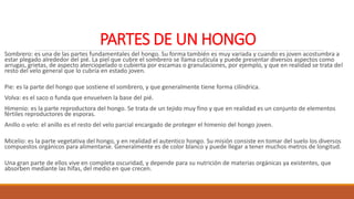 PARTES DE UN HONGO
Sombrero: es una de las partes fundamentales del hongo. Su forma también es muy variada y cuando es joven acostumbra a
estar plegado alrededor del pié. La piel que cubre el sombrero se llama cutícula y puede presentar diversos aspectos como
arrugas, grietas, de aspecto aterciopelado o cubierta por escamas o granulaciones, por ejemplo, y que en realidad se trata del
resto del velo general que lo cubría en estado joven.
Pie: es la parte del hongo que sostiene el sombrero, y que generalmente tiene forma cilíndrica.
Volva: es el saco o funda que envuelven la base del pié.
Himenio: es la parte reproductora del hongo. Se trata de un tejido muy fino y que en realidad es un conjunto de elementos
fértiles reproductores de esporas.
Anillo o velo: el anillo es el resto del velo parcial encargado de proteger el himenio del hongo joven.
Micelio: es la parte vegetativa del hongo, y en realidad el autentico hongo. Su misión consiste en tomar del suelo los diversos
compuestos orgánicos para alimentarse. Generalmente es de color blanco y puede llegar a tener muchos metros de longitud.
Una gran parte de ellos vive en completa oscuridad, y depende para su nutrición de materias orgánicas ya existentes, que
absorben mediante las hifas, del medio en que crecen.
 