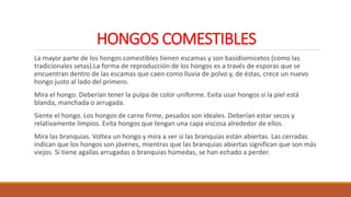 HONGOS COMESTIBLES
La mayor parte de los hongos comestibles tienen escamas y son basidiomicetos (como las
tradicionales setas).La forma de reproducción de los hongos es a través de esporas que se
encuentran dentro de las escamas que caen como lluvia de polvo y, de éstas, crece un nuevo
hongo justo al lado del primero.
Mira el hongo. Deberían tener la pulpa de color uniforme. Evita usar hongos si la piel está
blanda, manchada o arrugada.
Siente el hongo. Los hongos de carne firme, pesados son ideales. Deberían estar secos y
relativamente limpios. Evita hongos que tengan una capa viscosa alrededor de ellos.
Mira las branquias. Voltea un hongo y mira a ver si las branquias están abiertas. Las cerradas
indican que los hongos son jóvenes, mientras que las branquias abiertas significan que son más
viejos. Si tiene agallas arrugadas o branquias húmedas, se han echado a perder.
 