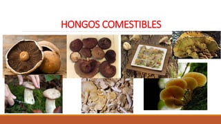 HONGOS COMESTIBLES
 