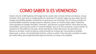 COMO SABER SI ES VENENOSO
Existen más de 1,500 especies de hongos de las cuales más o menos treinta son tóxicas, incluso
mortales. Pero ¿por qué un hongo puede ser venenoso? En primer lugar, hay que saber que los
hongos comestibles pueden convertirse en venenosos con el tiempo. Por lo mismo, siempre es
recomendable recolectar hongos jóvenes. Además, tienen un mucho mejor sabor. Tomemos
como ejemplo los hongos llamados "amanitas" que forman una gran familia. Entre ellos los hay
comestibles, pero hay que evitar el "amanita faloide" que es el más venenoso, incluso mortal. Su
sombrero es hemisférico y de color verde amarillento o bien blancuzco. Sus laminillas son
blancas y cerradas. Su pie es blanco y está envuelto en su base por una envoltura también
blanca que, a veces, se esconde bajo la tierra, y lleva un anillo. Crece de julio a octubre un poco
por todos lados, pero especialmente bajo los encinos, las hayas y los castaños
 