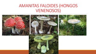 AMANITAS FALOIDES (HONGOS
VENENOSOS)
 