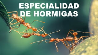 ESPECIALIDAD
DE HORMIGAS
 
