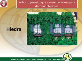 Arbusto parasito que a menudo se usa para
                 decorar interiores.




Hiedra
 