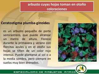 arbusto cuyas hojas toman en otoño
                              coloraciones


Ceratostigma plumba-ginoides

 es un arbusto pequeño de porte
 semirastrero, que puede alcanzar
 un metro de altura. Florece
 durante la primavera y verano con
 florcitas azules y en el otoño sus
 hojas se tiñen de un color rojo
 intenso. Puede plantarse al sol o a
 la media sombra, pero siempre en
 suelos muy bien drenados.
 