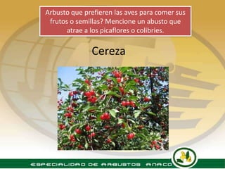 Arbusto que prefieren las aves para comer sus
 frutos o semillas? Mencione un abusto que
       atrae a los picaflores o colibries.

              Cereza
 