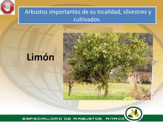 Arbustos importantes de su localidad, silvestres y
                 cultivados.




Limón
 