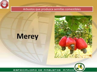 Arbustos que produzca semillas comestibles




Merey
 