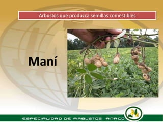 Arbustos que produzca semillas comestibles




Maní
 