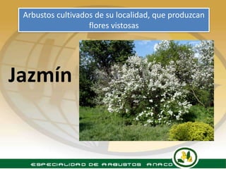 Arbustos cultivados de su localidad, que produzcan
                   flores vistosas




Jazmín
 