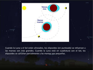 Cuando la Luna y el Sol están alineados, los elipsoides (en punteado) se refuerzan y
las mareas son más grandes. Cuando la Luna está en cuadratura con el Sol, los
elipsoides se cancelan parcialmente y las mareas son pequeñas.
 