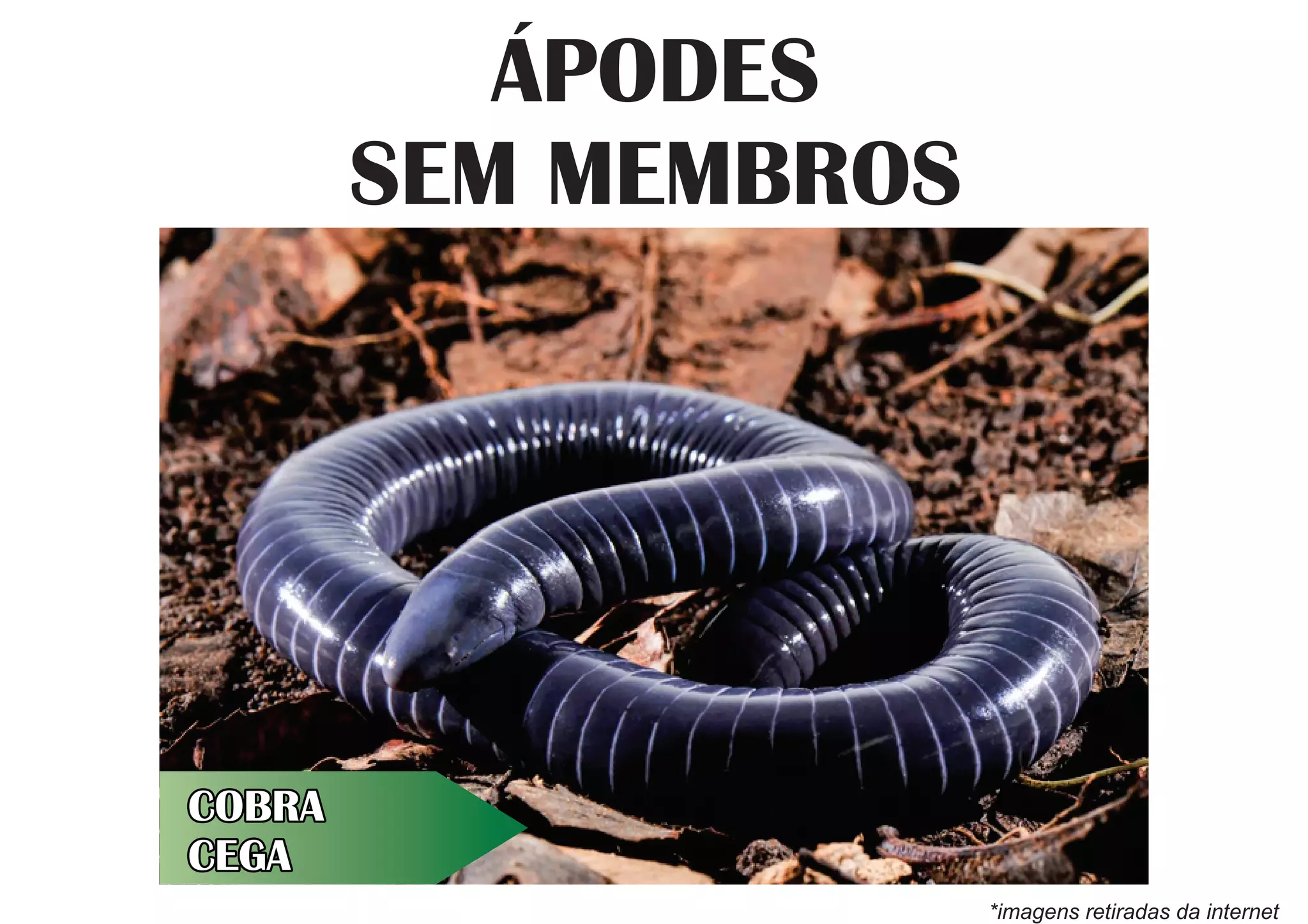 Especialidade de Anfíbios - Apresentação.pdf