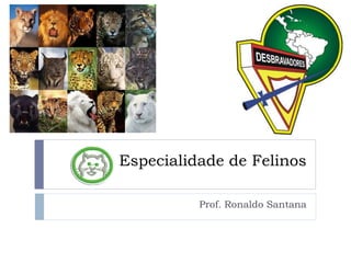 Especialidade de Felinos
Prof. Ronaldo Santana
 