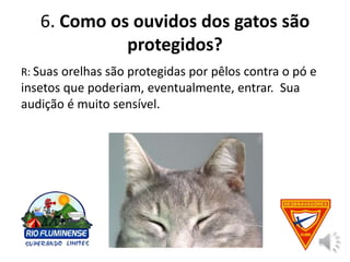 Especialidade de Gatos.pptx