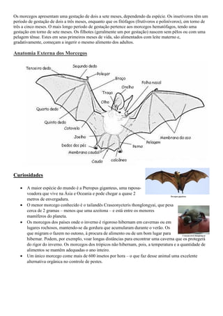Os morcegos apresentam uma gestação de dois a sete meses, dependendo da espécie. Os insetívoros têm um
período de gestação de dois a três meses, enquanto que os fitófagos (frutívoros e polinívoros), em torno de
três a cinco meses. O mais longo período de gestação pertence aos morcegos hematófagos, tendo uma
gestação em torno de sete meses. Os filhotes (geralmente um por gestação) nascem sem pêlos ou com uma
pelagem tênue. Estes em seus primeiros meses de vida, são alimentados com leite materno e,
gradativamente, começam a ingerir o mesmo alimento dos adultos.
Anatomia Externa dos Morcegos
Curiosidades
 A maior espécie do mundo é a Pteropus giganteus, uma raposa-
voadora que vive na Ásia e Oceania e pode chegar a quase 2
metros de envergadura.
 O menor morcego conhecido é o tailandês Craseonycteris thonglongyai, que pesa
cerca de 2 gramas – menos que uma azeitona – e está entre os menores
mamíferos do planeta.
 Os morcegos dos países onde o inverno é rigoroso hibernam em cavernas ou em
lugares rochosos, mantendo-se da gordura que acumularam durante o verão. Os
que migram o fazem no outono, à procura de alimento ou de um bom lugar para
hibernar. Podem, por exemplo, voar longas distâncias para encontrar uma caverna que os protegerá
do rigor do inverno. Os morcegos dos trópicos não hibernam, pois, a temperatura e a quantidade de
alimentos se mantêm adequadas o ano inteiro.
 Um único morcego come mais de 600 insetos por hora – o que faz desse animal uma excelente
alternativa orgânica no controle de pestes.
Pteropus giganteus
Craseonycteris thonglongyai
 