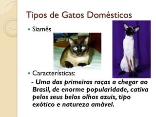 Tipos de Gatos Domésticos
   Siamês




   Características:
    - Uma das primeiras raças a chegar ao
    Brasil, de enorme popularidade, cativa
    pelos seus belos olhos azuis, tipo
    exótico e natureza amável.
 